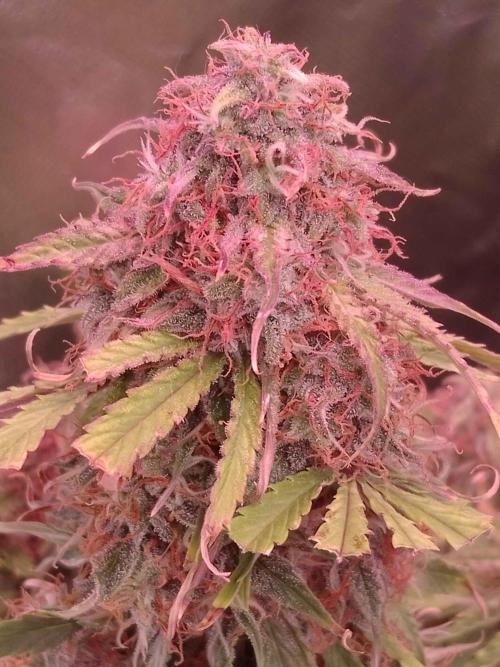 🛸Milky Way F1 RQS🦁. Week 10