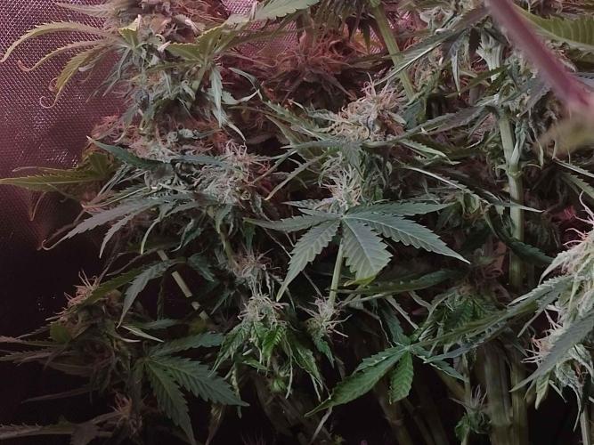 🛸Milky Way F1 RQS🦁. Week 10