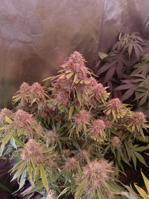 🛸Milky Way F1 RQS🦁. Week 10
