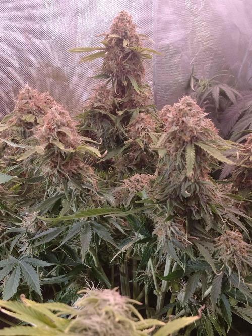 🛸Milky Way F1 RQS🦁. Week 10
