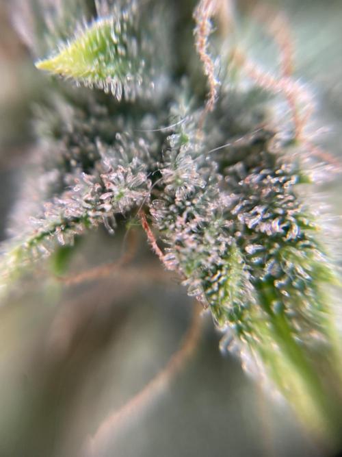 IGrowCan Sherbet Queen Auto RQS. Week 7