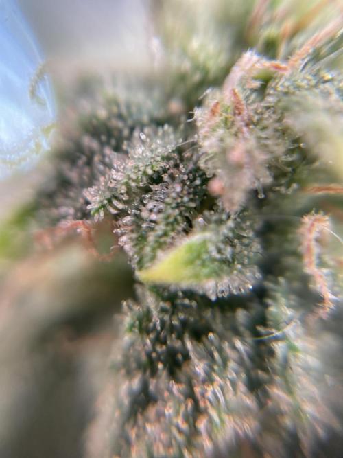 IGrowCan Sherbet Queen Auto RQS. Week 7