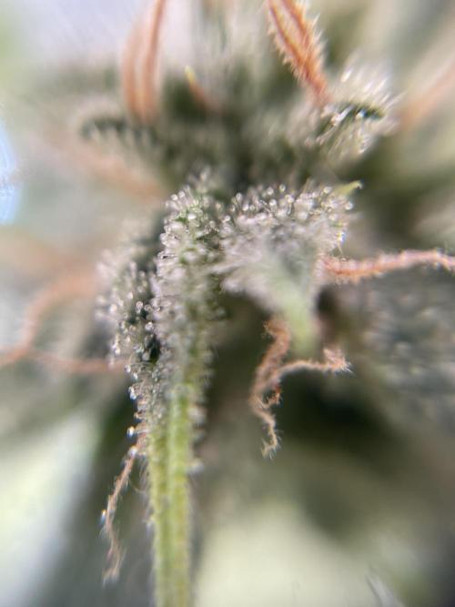 IGrowCan Sherbet Queen Auto RQS. Week 7