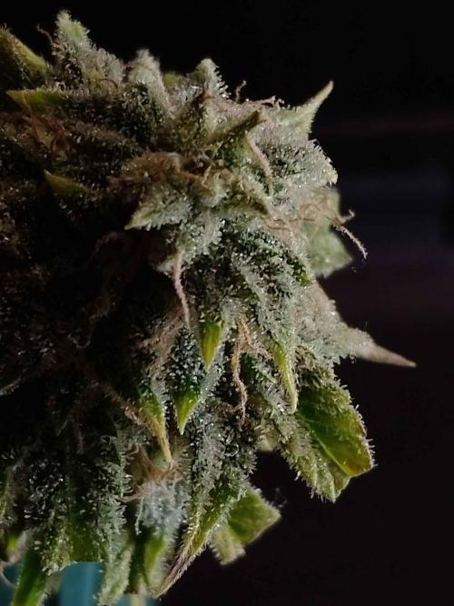 IGrowCan Sherbet Queen Auto RQS. Week 8