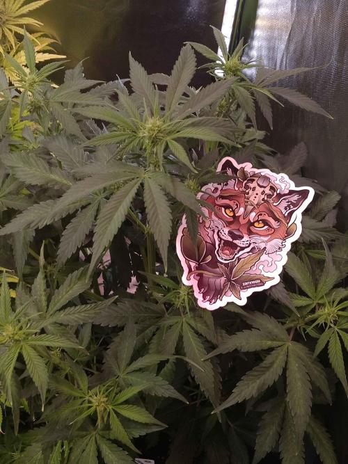 Zamnesia🍯Sticky Broccoli🥦EGC2026. Week 6