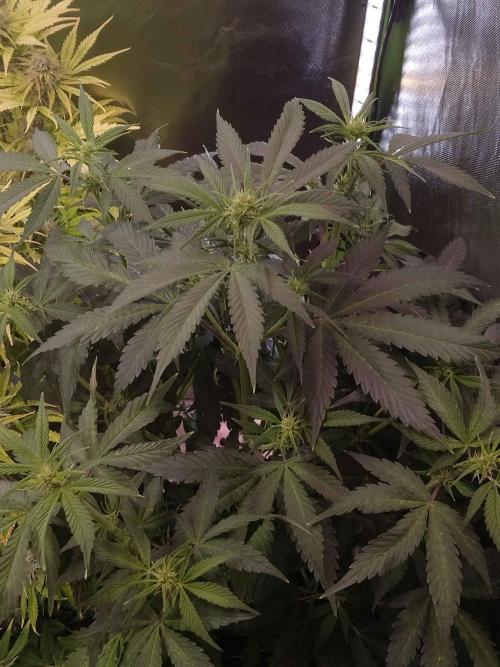 Zamnesia🍯Sticky Broccoli🥦EGC2026. Week 6