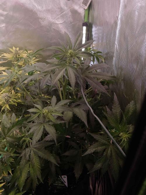 Zamnesia🍯Sticky Broccoli🥦EGC2026. Week 6