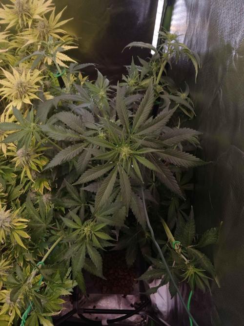 Zamnesia🍯Sticky Broccoli🥦EGC2026. Week 6