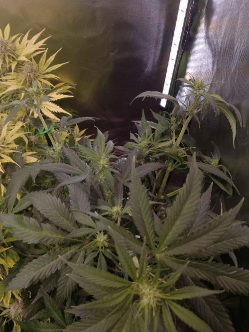 Zamnesia🍯Sticky Broccoli🥦EGC2026. Week 6
