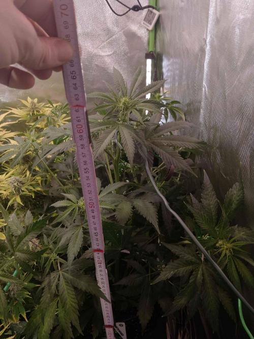 Zamnesia🍯Sticky Broccoli🥦EGC2026. Week 6