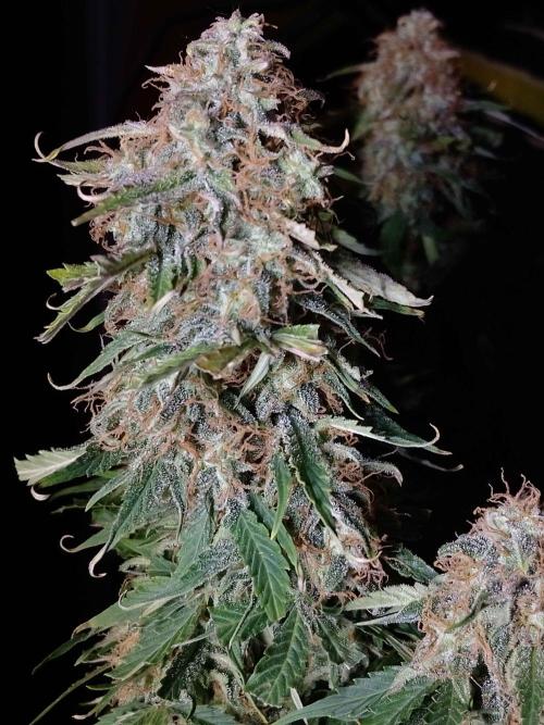 🛸Milky Way F1 RQS🦁. Week 11