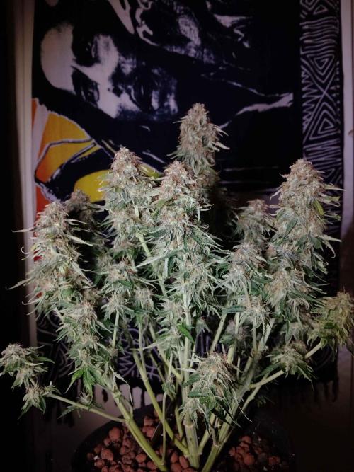 🛸Milky Way F1 RQS🦁. Week 11