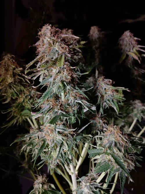 🛸Milky Way F1 RQS🦁. Week 11