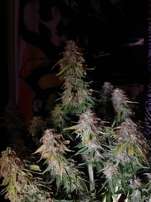 🛸Milky Way F1 RQS🦁. Week 11