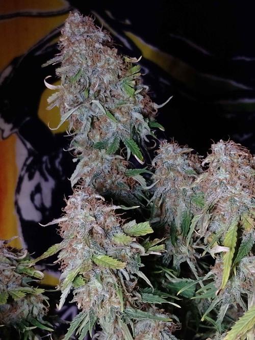 🛸Milky Way F1 RQS🦁. Week 11