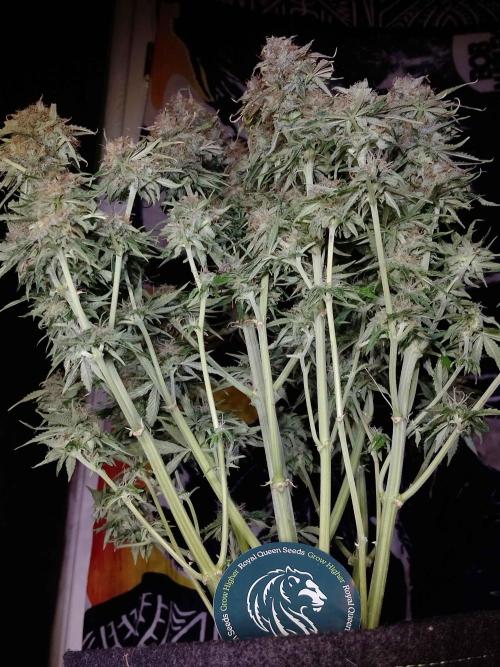 🛸Milky Way F1 RQS🦁. Week 11