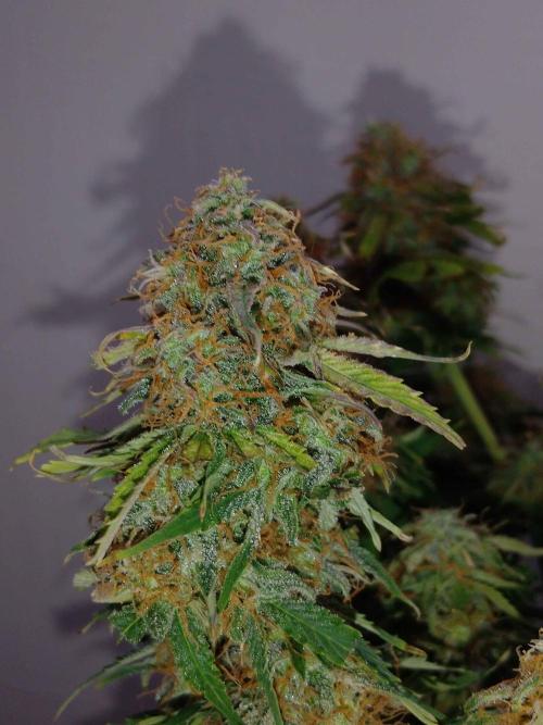 🛸Milky Way F1 RQS🦁. Week 11