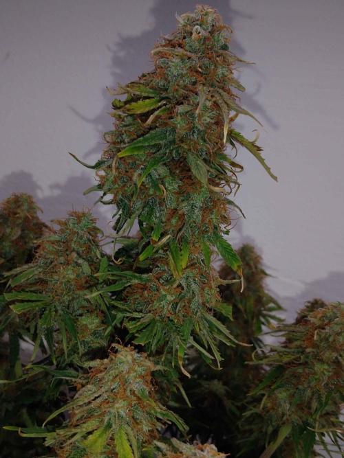 🛸Milky Way F1 RQS🦁. Week 11