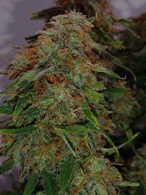 🛸Milky Way F1 RQS🦁. Week 11