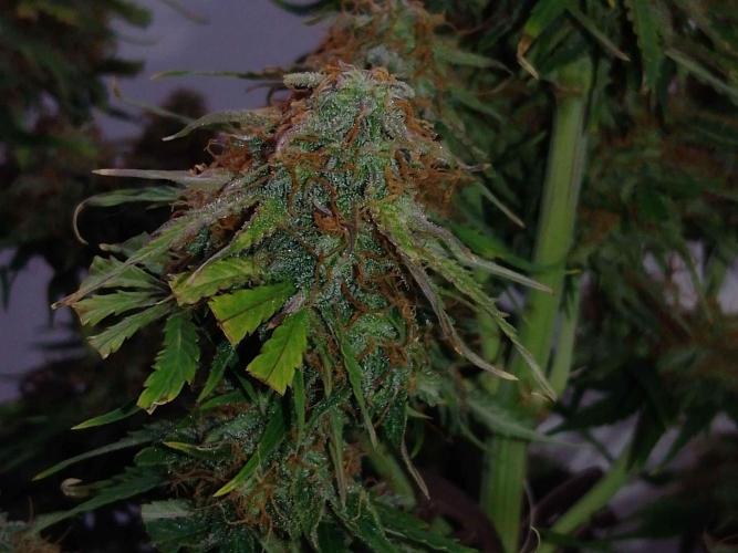🛸Milky Way F1 RQS🦁. Week 11