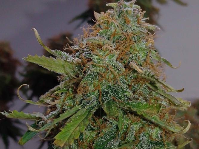 🛸Milky Way F1 RQS🦁. Week 11