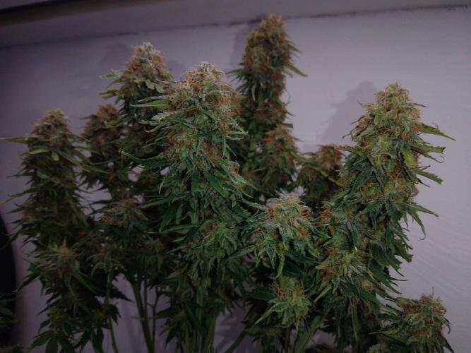 🛸Milky Way F1 RQS🦁. Week 11