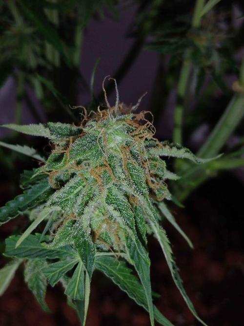🛸Milky Way F1 RQS🦁. Week 11