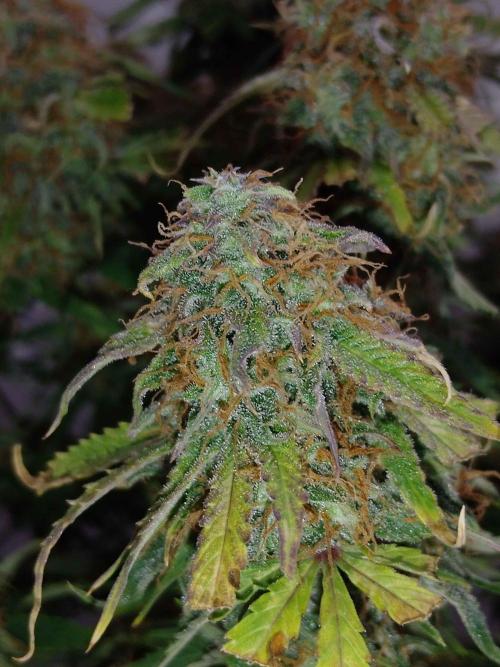 🛸Milky Way F1 RQS🦁. Week 11