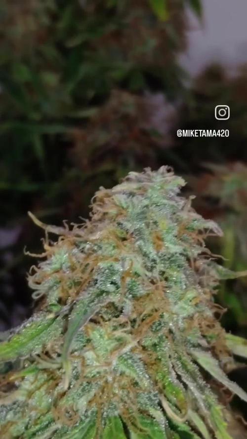 🛸Milky Way F1 RQS🦁