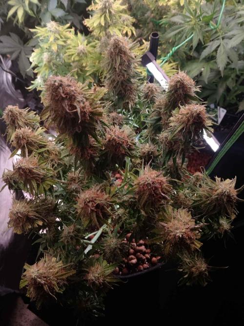 🛸Milky Way F1 RQS🦁. Week 11