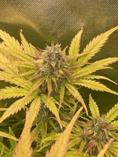 🧠💭Amnesia Haze Auto RQS🦁. Week 9