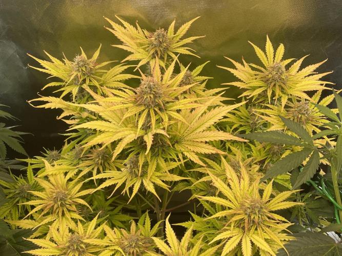 🧠💭Amnesia Haze Auto RQS🦁. Week 9