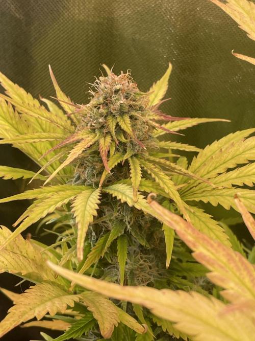 🧠💭Amnesia Haze Auto RQS🦁. Week 9