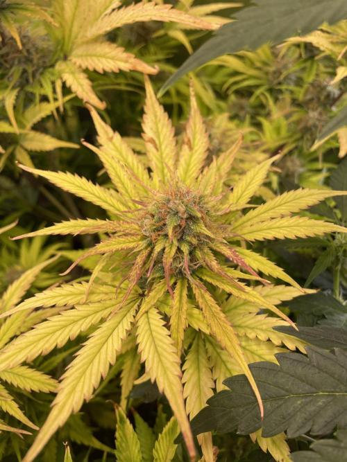 🧠💭Amnesia Haze Auto RQS🦁. Week 9