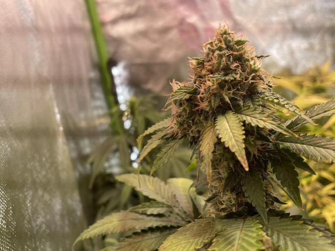 🥦Cime di Rap🥦 Zamnesia. Week 8