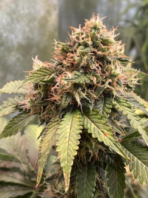 🥦Cime di Rap🥦 Zamnesia. Week 8