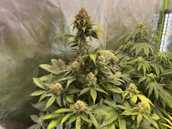🥦Cime di Rap🥦 Zamnesia. Week 8