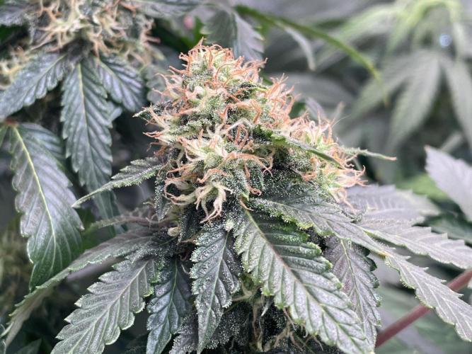 🥦Cime di Rap🥦 Zamnesia. Week 8