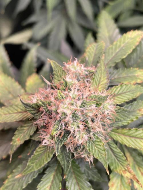 🥦Cime di Rap🥦 Zamnesia. Week 8