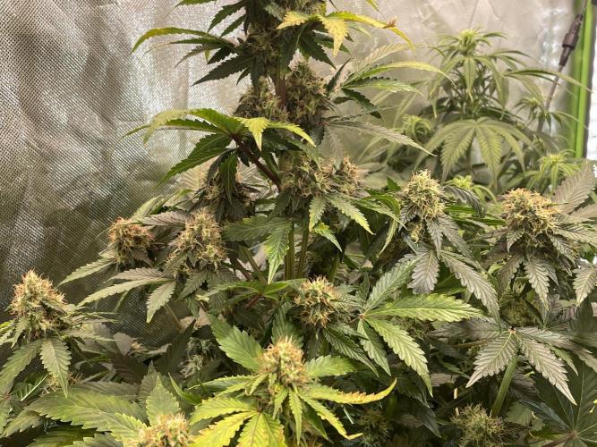 🥦Cime di Rap🥦 Zamnesia. Week 8