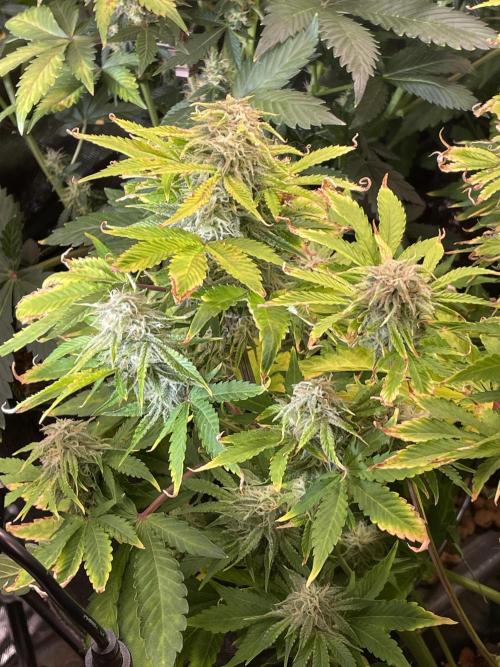 👑🦍Royal Gorilla Auto RQS🦁. Week 9