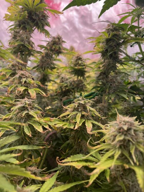 👑🦍Royal Gorilla Auto RQS🦁. Week 9