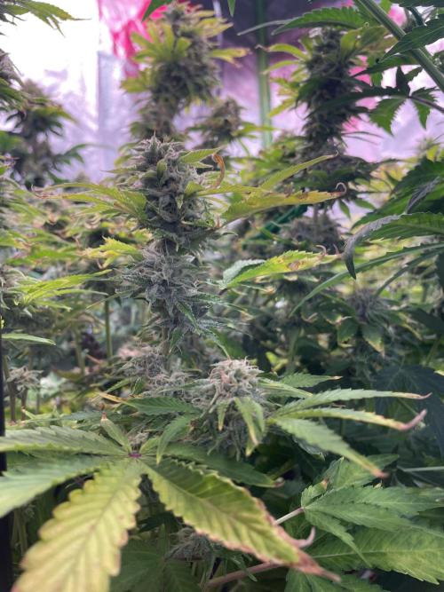 👑🦍Royal Gorilla Auto RQS🦁. Week 9