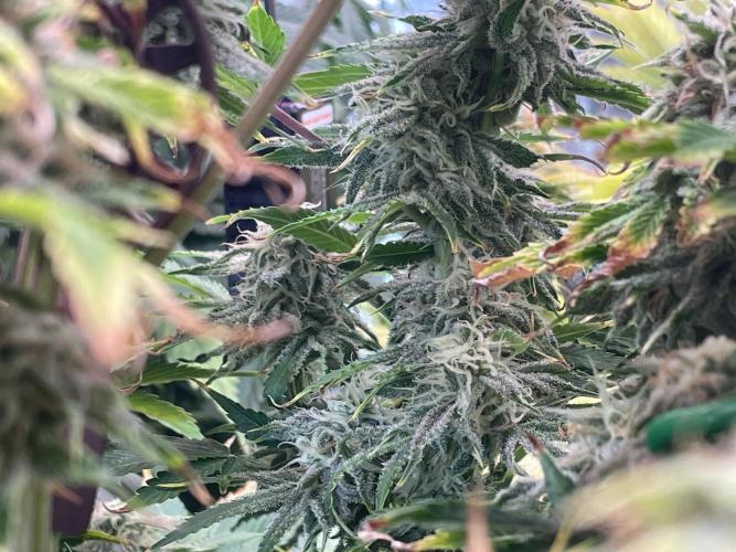 Royal Gorilla Automatic. Week 9