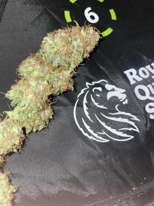 🛸Milky Way F1 RQS🦁. Week 11