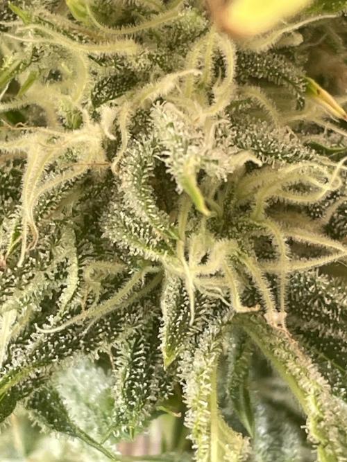 👑🦍Royal Gorilla Auto RQS🦁. Week 9