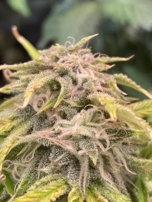 👑🦍Royal Gorilla Auto RQS🦁. Week 9