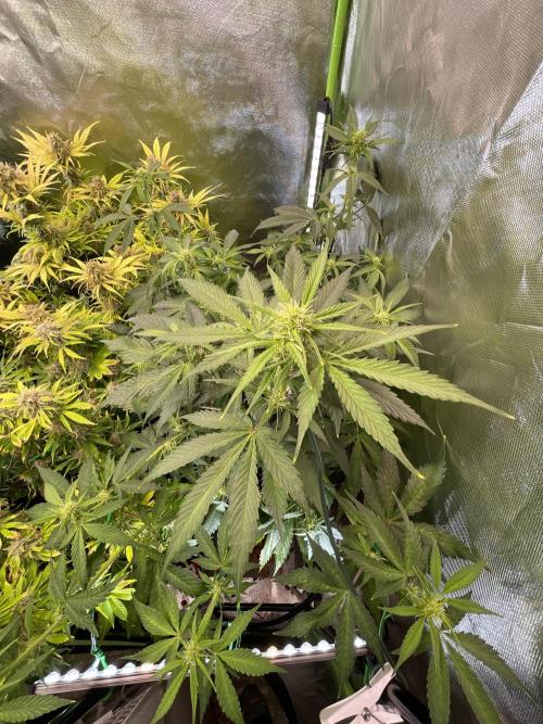 Zamnesia🍯Sticky Broccoli🥦EGC2026. Week 6