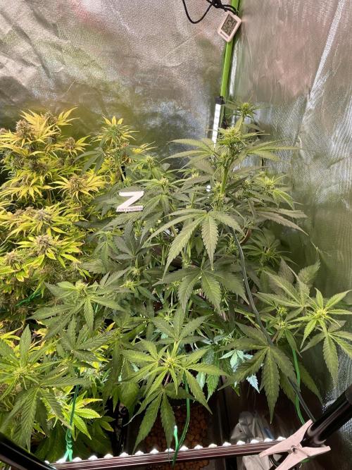 Zamnesia🍯Sticky Broccoli🥦EGC2026. Week 6