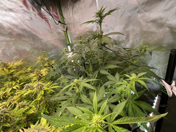 Zamnesia🍯Sticky Broccoli🥦EGC2026. Week 6